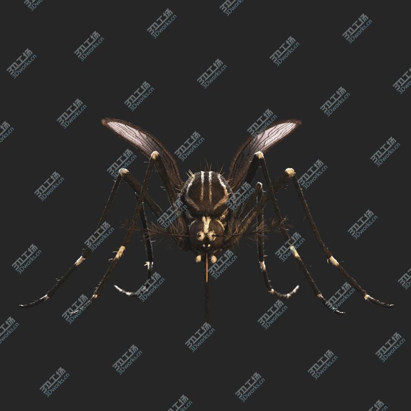 images/goods_img/2021040164/Aedes Aegypti - Mosquito/2.jpg